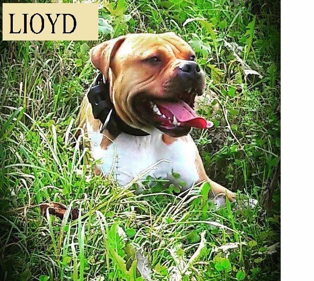 Lioyd Forgiveness American Dog