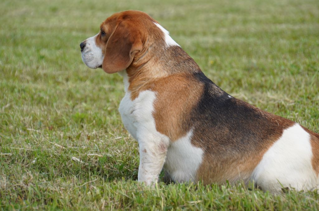 Les Beagle de l'affixe Forgiveness American Dog