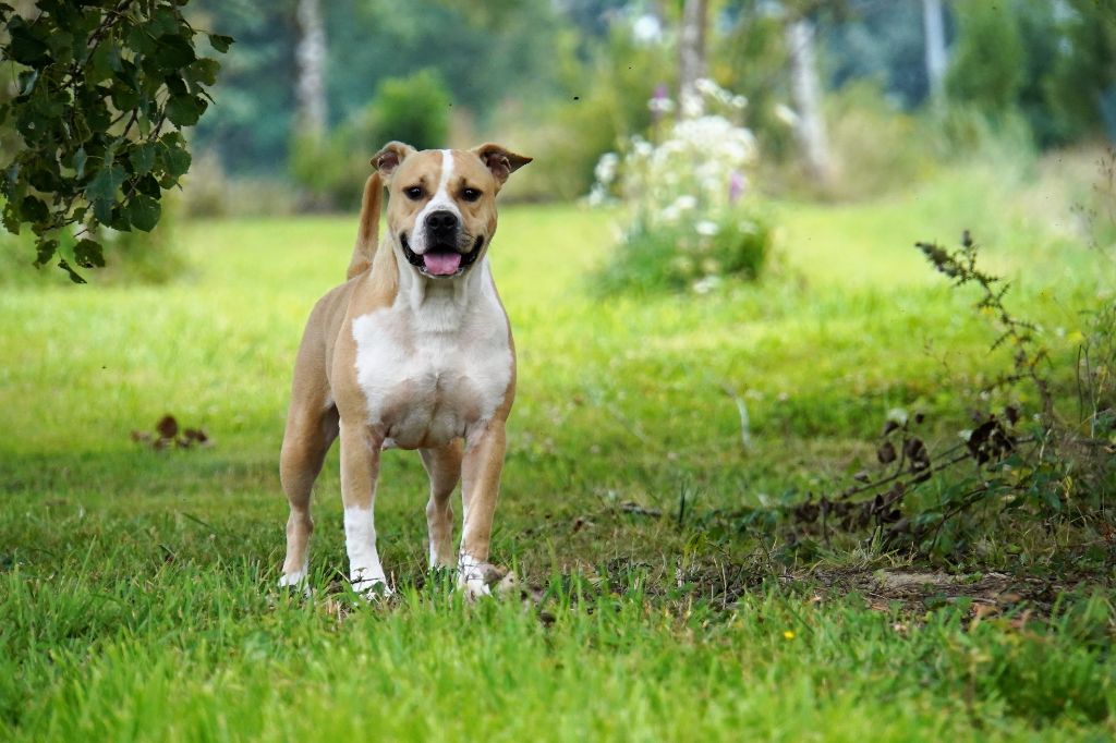 Phalene the beaded Forgiveness American Dog