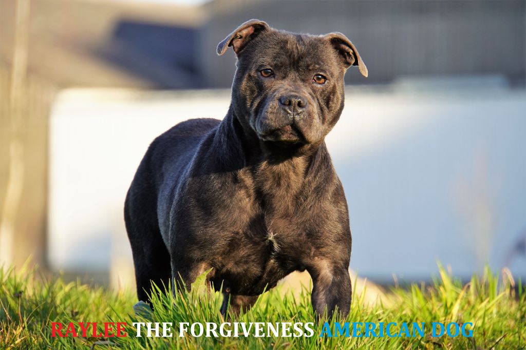 Raylee Forgiveness American Dog