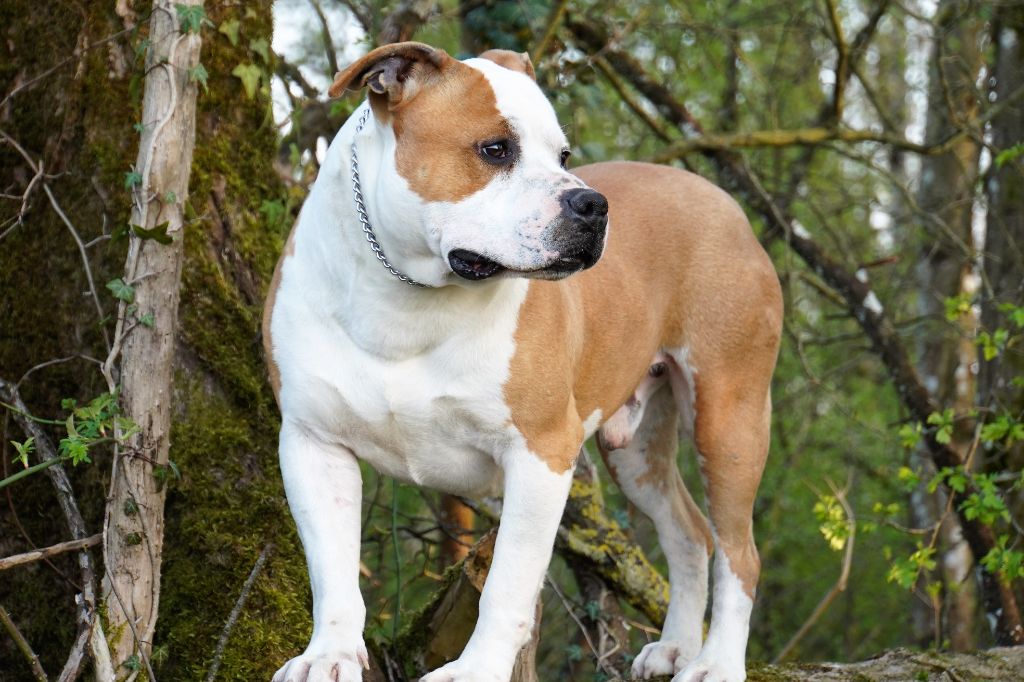 CH. Mambo-golden-legende de la crique de flojule