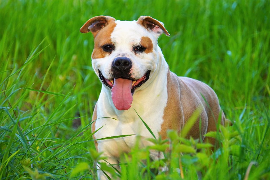 CH. Mambo-golden-legende de la crique de flojule