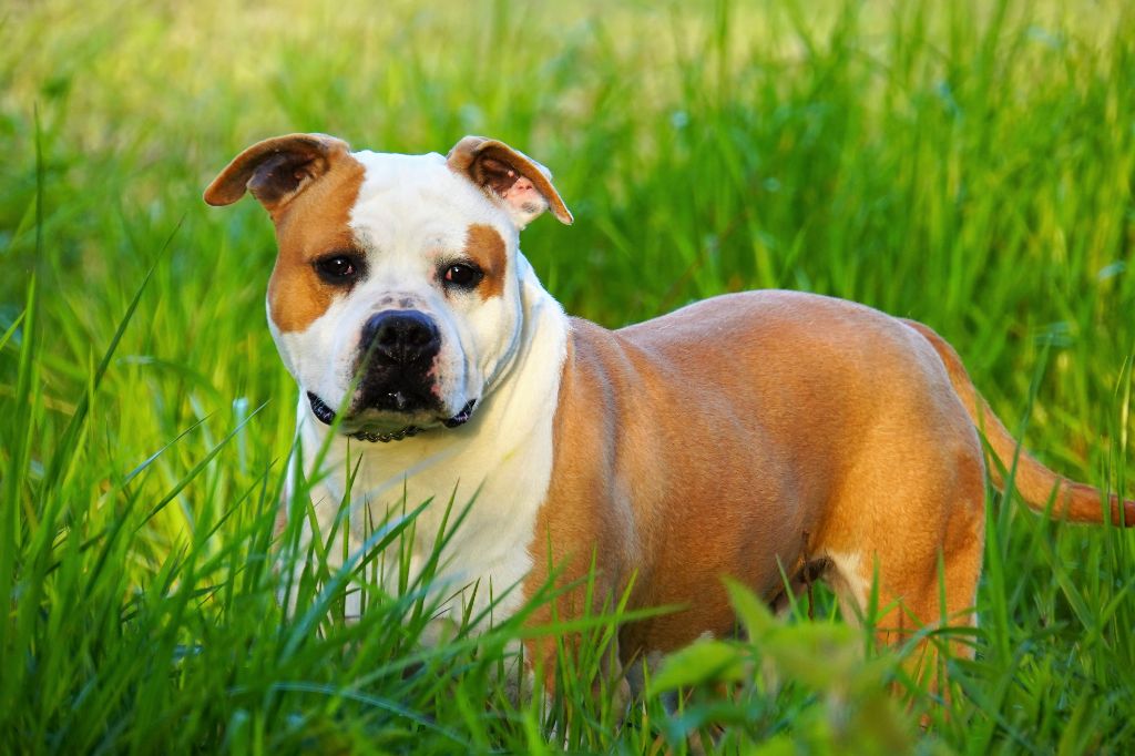 CH. Mambo-golden-legende de la crique de flojule