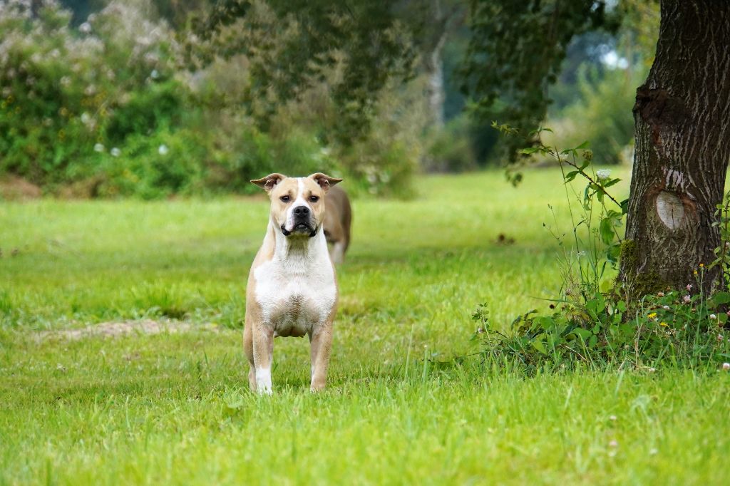 Phalene the beaded Forgiveness American Dog