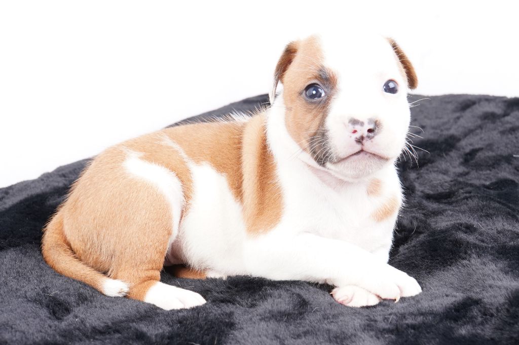 Forgiveness American Dog - Chiot disponible  - Staffordshire Bull Terrier