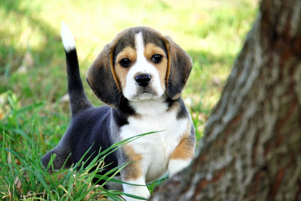 chiot Beagle Forgiveness American Dog