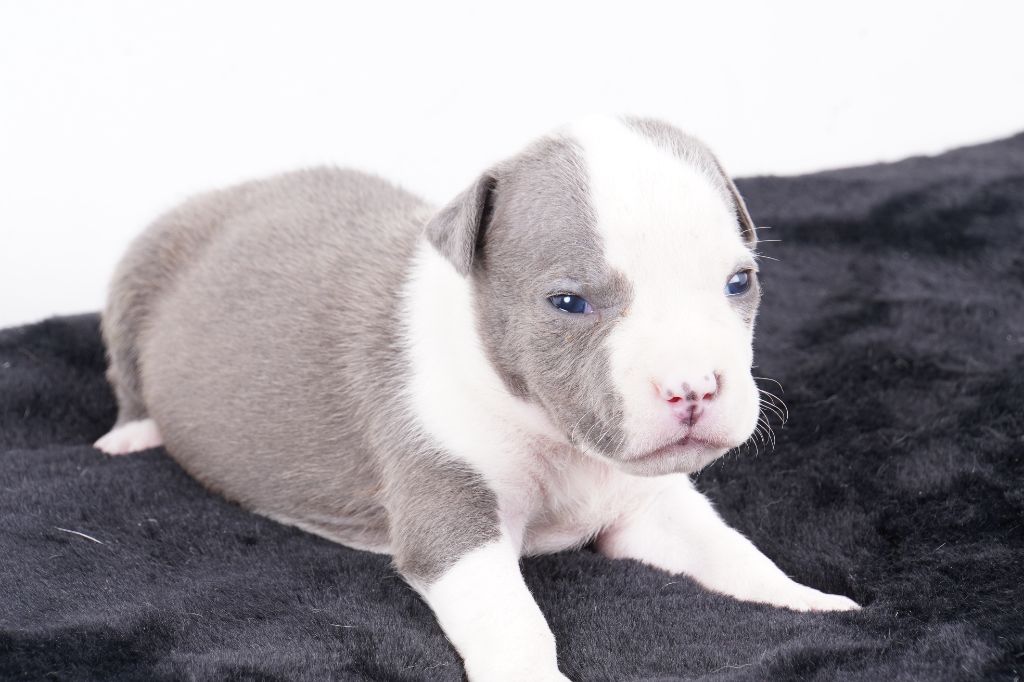 Forgiveness American Dog - Chiot disponible  - American Staffordshire Terrier