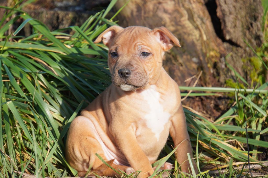 chiot Staffordshire Bull Terrier Forgiveness American Dog