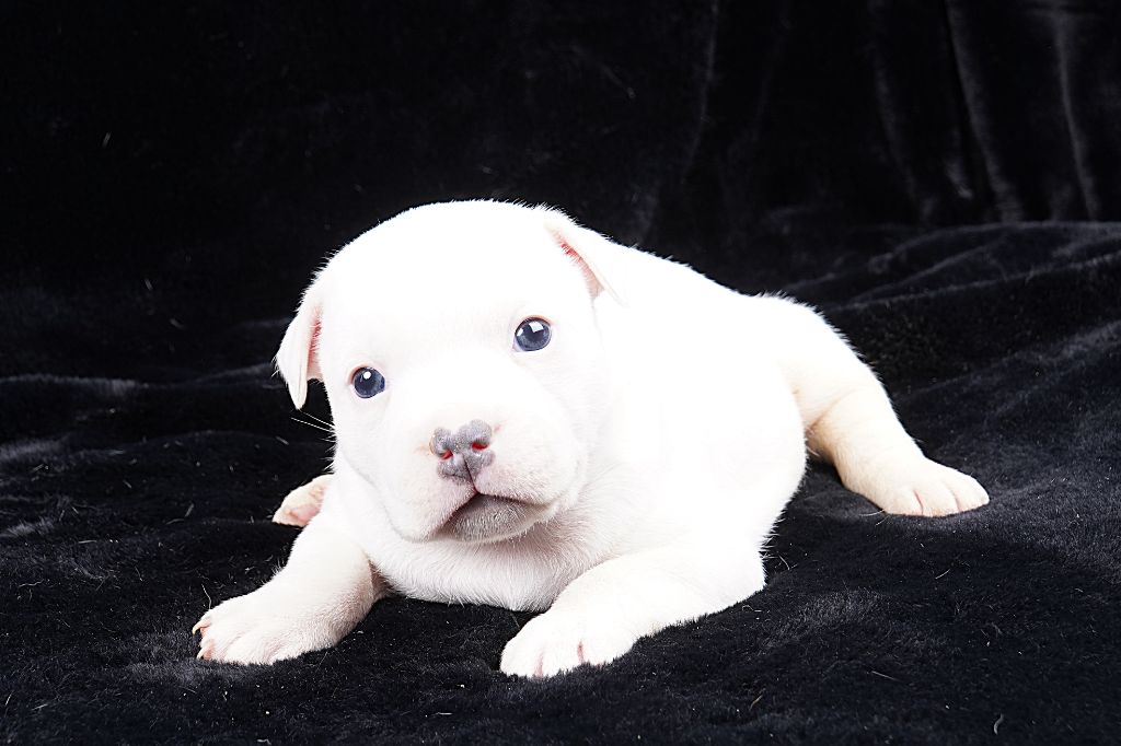 Forgiveness American Dog - Chiot disponible  - Staffordshire Bull Terrier