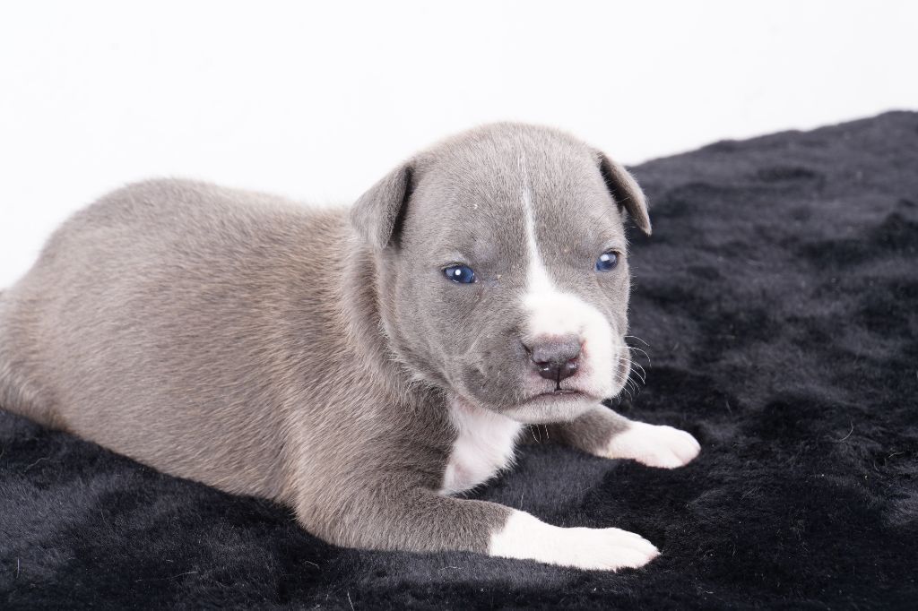 Forgiveness American Dog - Chiot disponible  - American Staffordshire Terrier