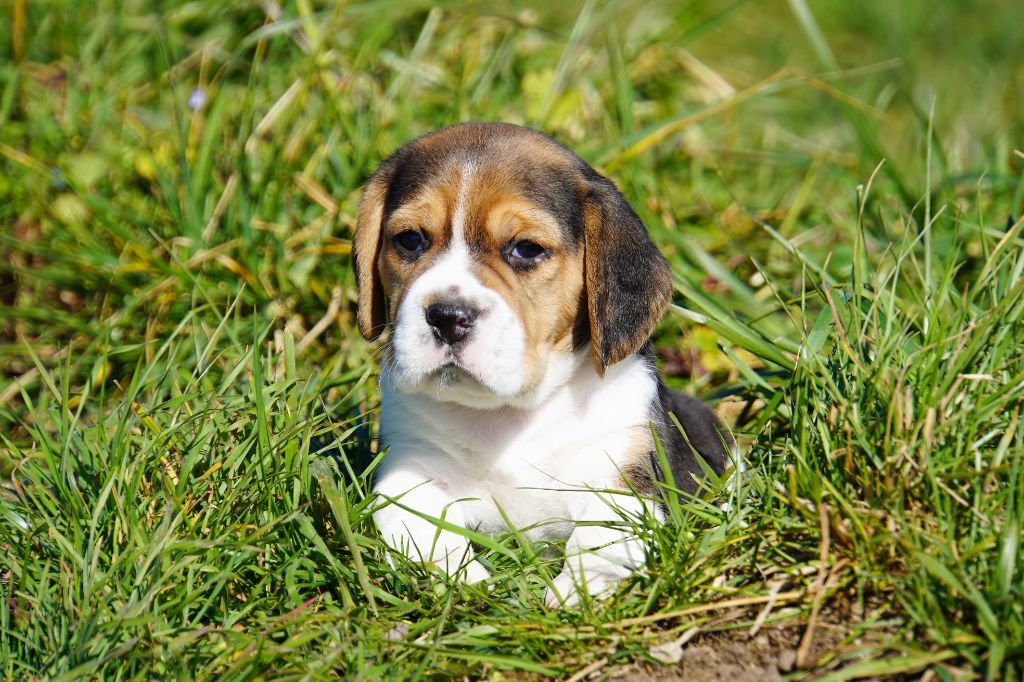 Forgiveness American Dog - Chiot disponible  - Beagle