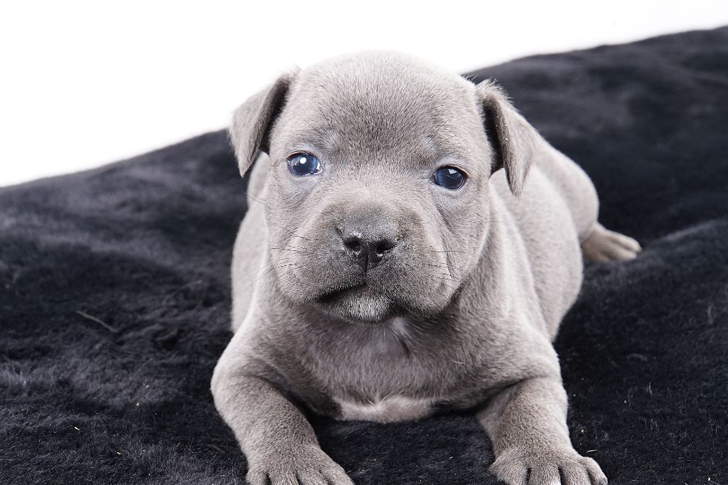 Forgiveness American Dog - Chiot disponible  - Staffordshire Bull Terrier