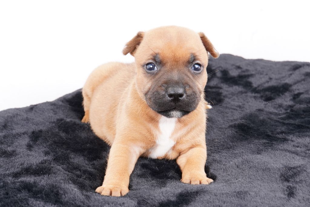 Forgiveness American Dog - Chiot disponible  - Staffordshire Bull Terrier