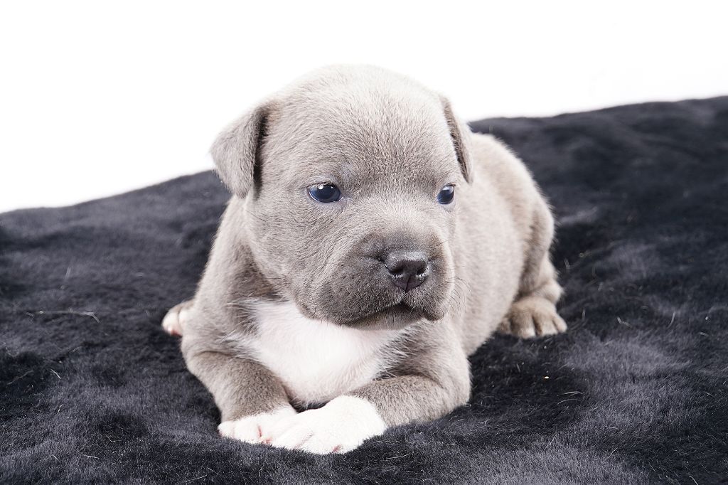 Forgiveness American Dog - Chiot disponible  - Staffordshire Bull Terrier