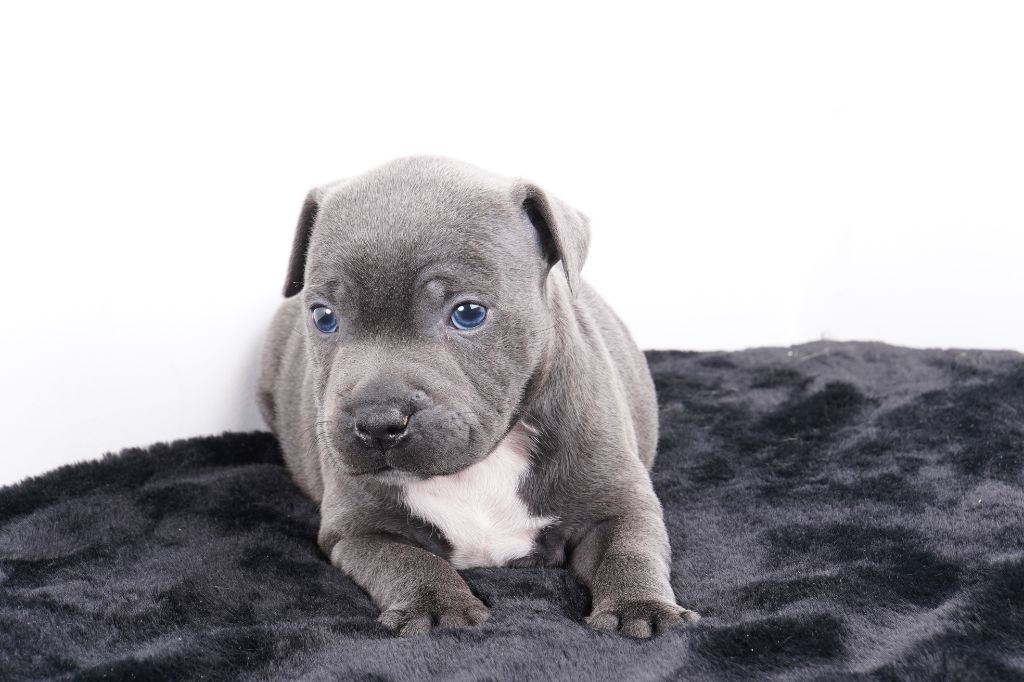 Forgiveness American Dog - Chiot disponible  - Staffordshire Bull Terrier