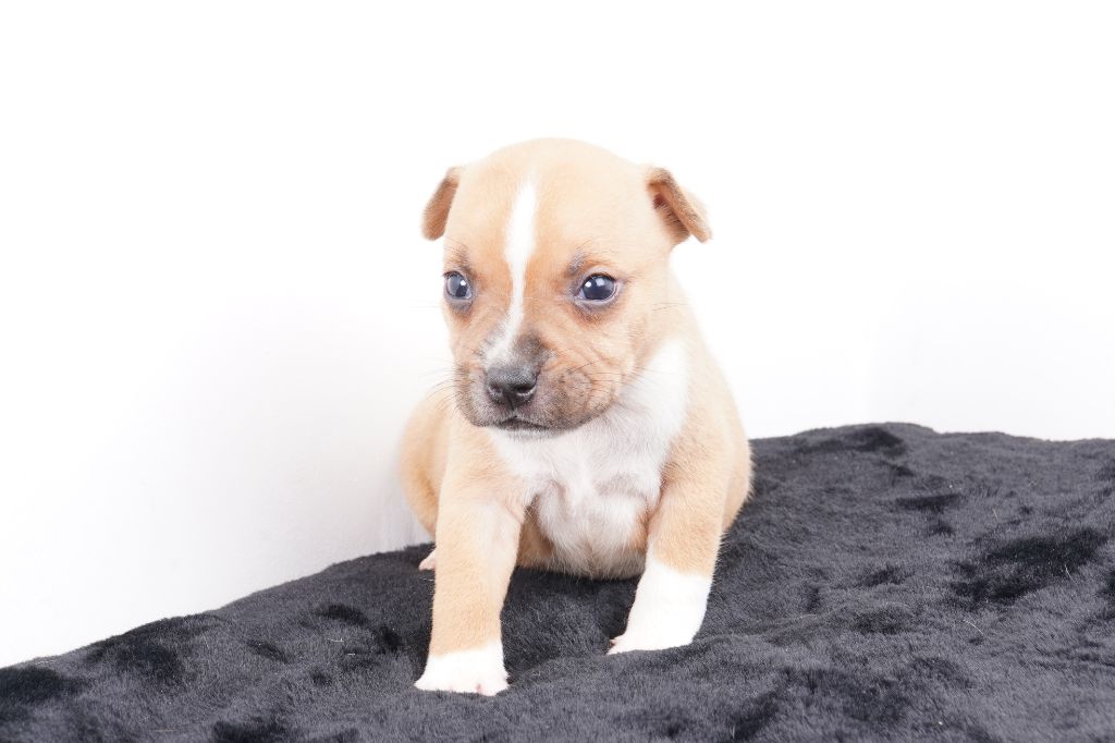 Forgiveness American Dog - Chiot disponible  - Staffordshire Bull Terrier