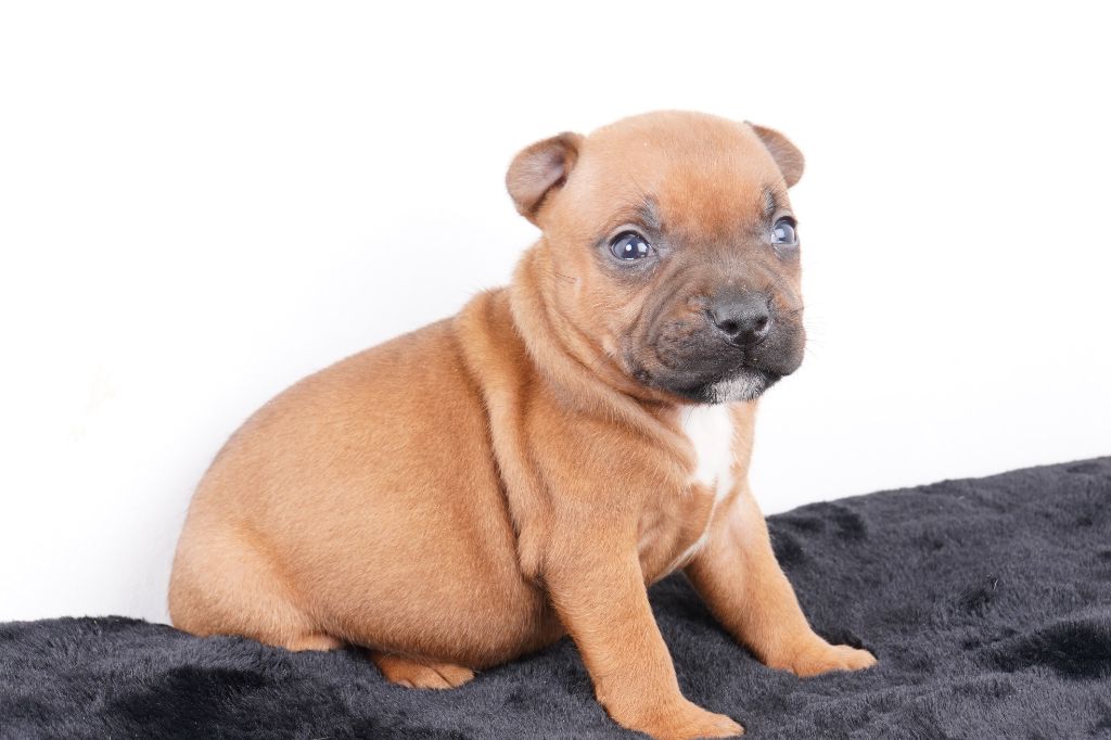 Forgiveness American Dog - Chiot disponible  - Staffordshire Bull Terrier