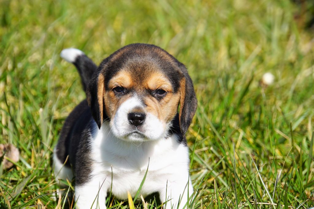 Forgiveness American Dog - Chiot disponible  - Beagle
