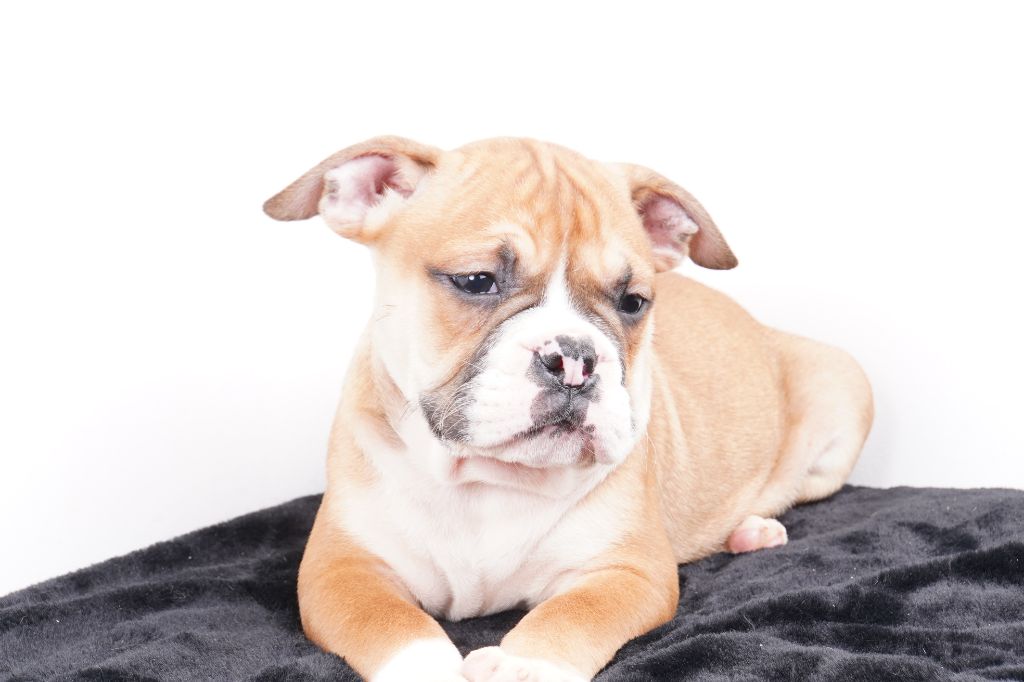 Forgiveness American Dog - Chiot disponible  - Bulldog continental