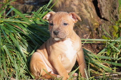 Forgiveness American Dog - Staffordshire Bull Terrier - Portée née le 23/10/2024