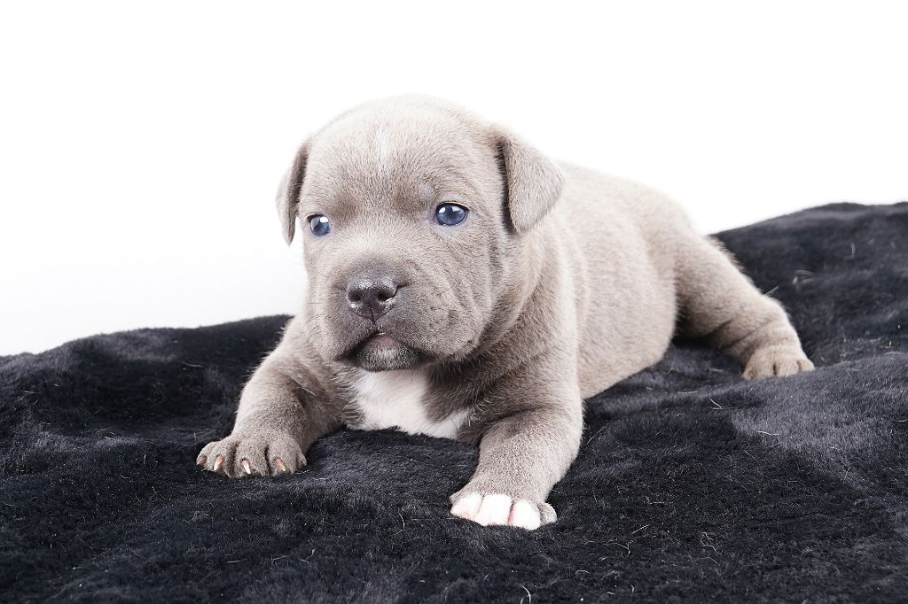 Forgiveness American Dog - Chiot disponible  - Staffordshire Bull Terrier