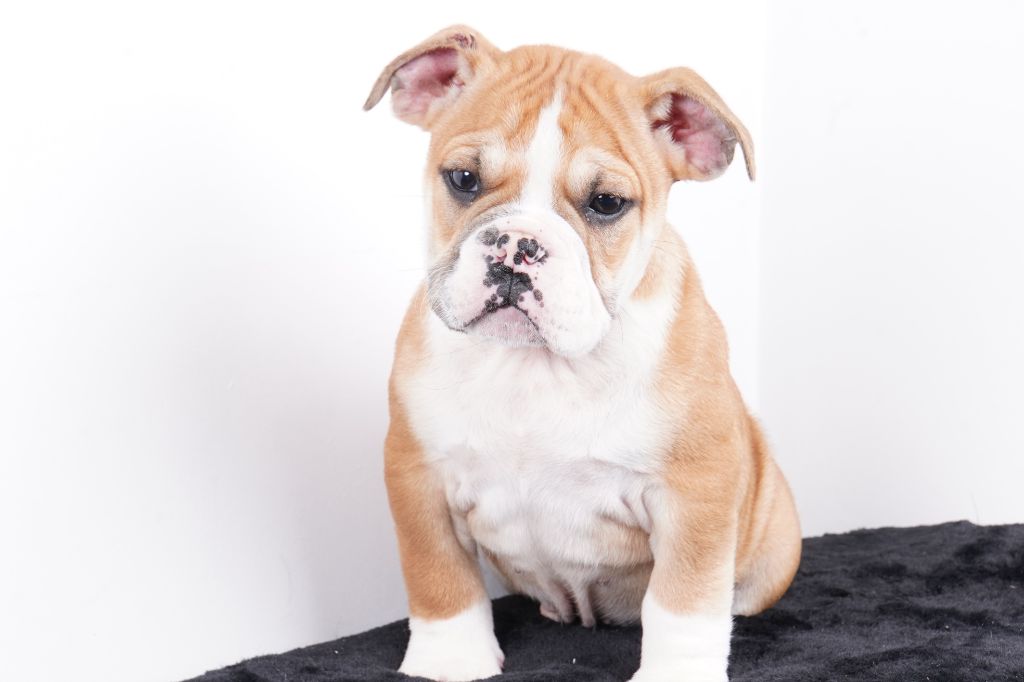 Forgiveness American Dog - Chiot disponible  - Bulldog continental