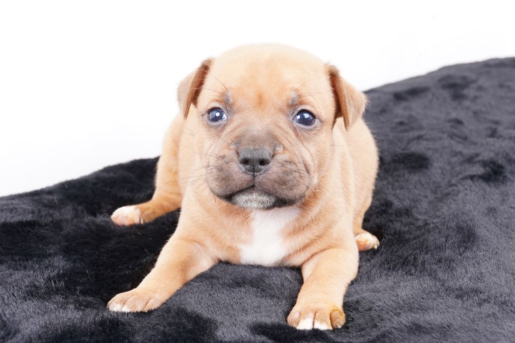 Forgiveness American Dog - Chiot disponible  - Staffordshire Bull Terrier