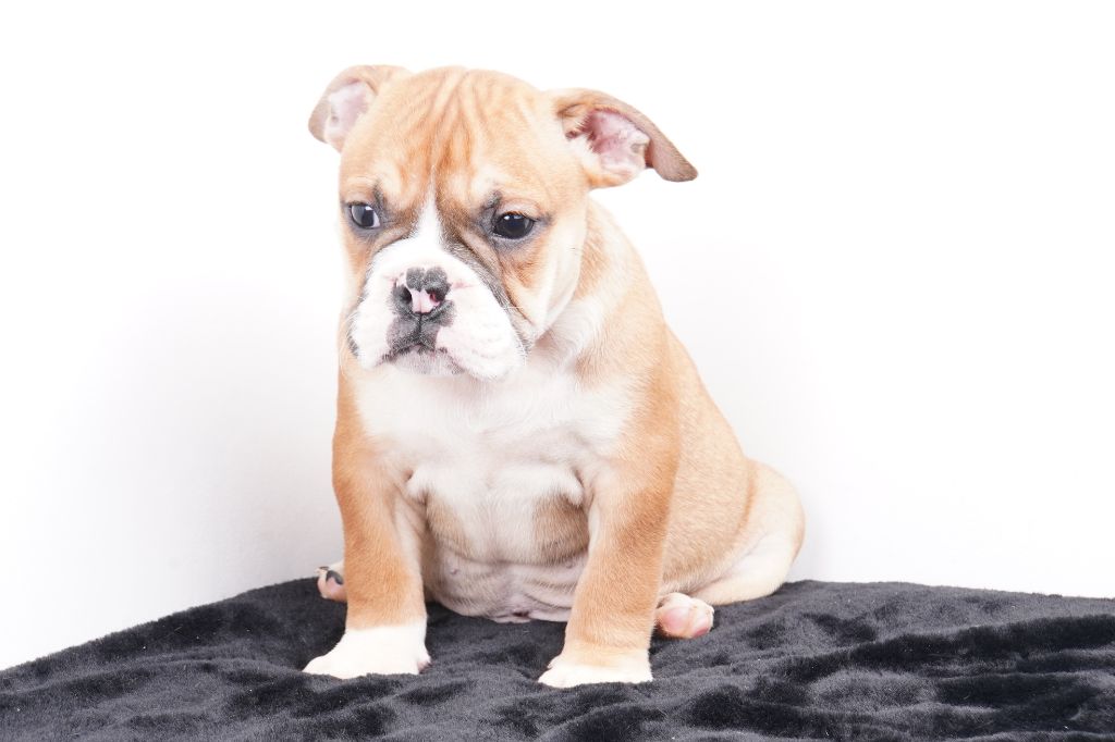 chiot Bulldog continental Forgiveness American Dog