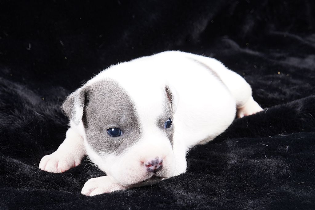 Forgiveness American Dog - Chiot disponible  - Staffordshire Bull Terrier