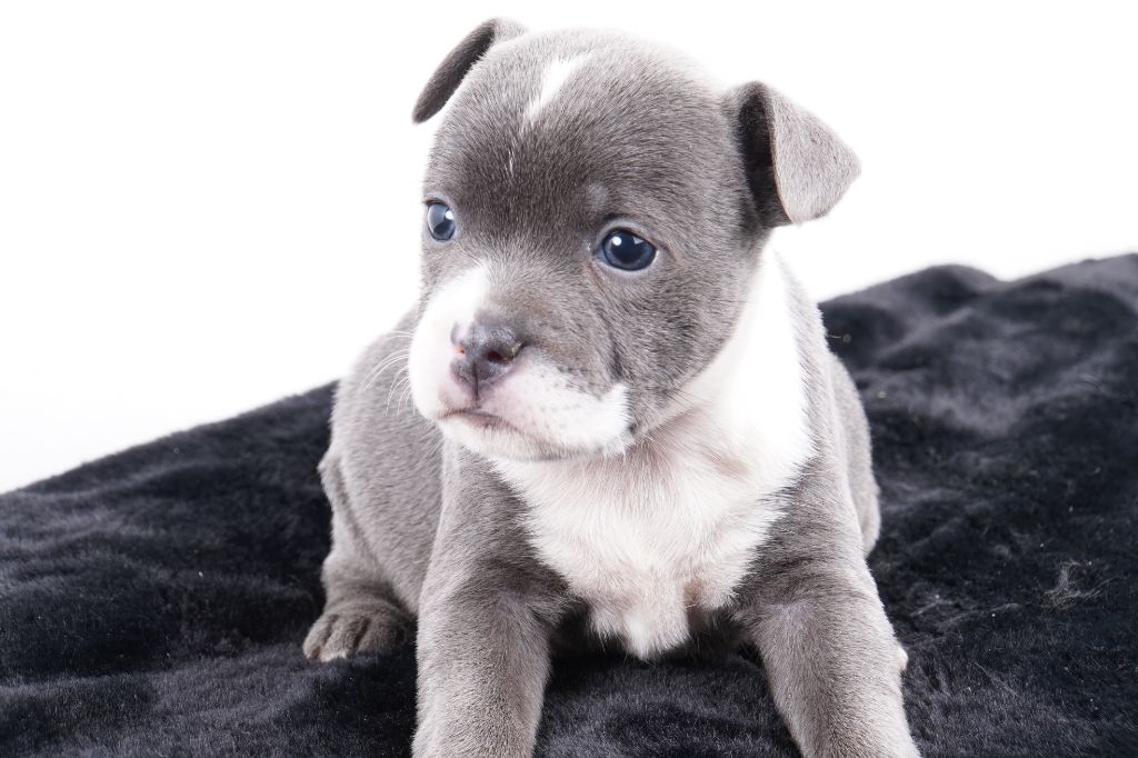 Forgiveness American Dog - Chiot disponible  - Staffordshire Bull Terrier