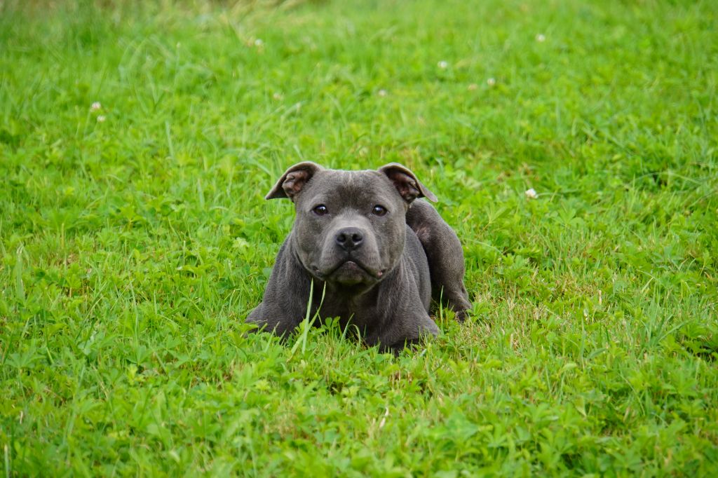 Topaze Forgiveness American Dog