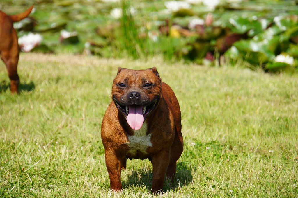 Uly Forgiveness American Dog