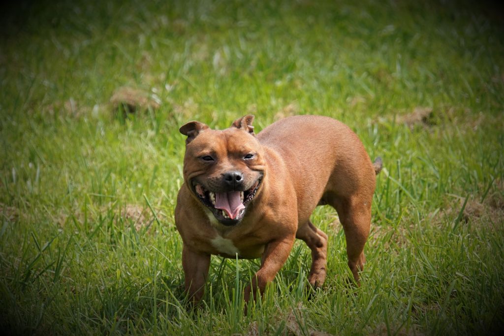 U'rosa Forgiveness American Dog
