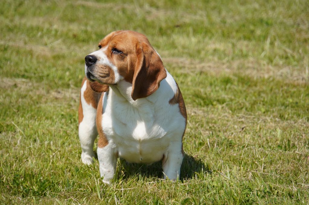 Sibelle Forgiveness American Dog