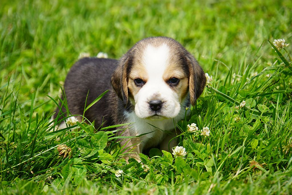 Forgiveness American Dog - Chiots disponibles - Beagle