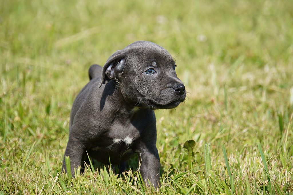 Forgiveness American Dog - Chiots disponibles - Staffordshire Bull Terrier