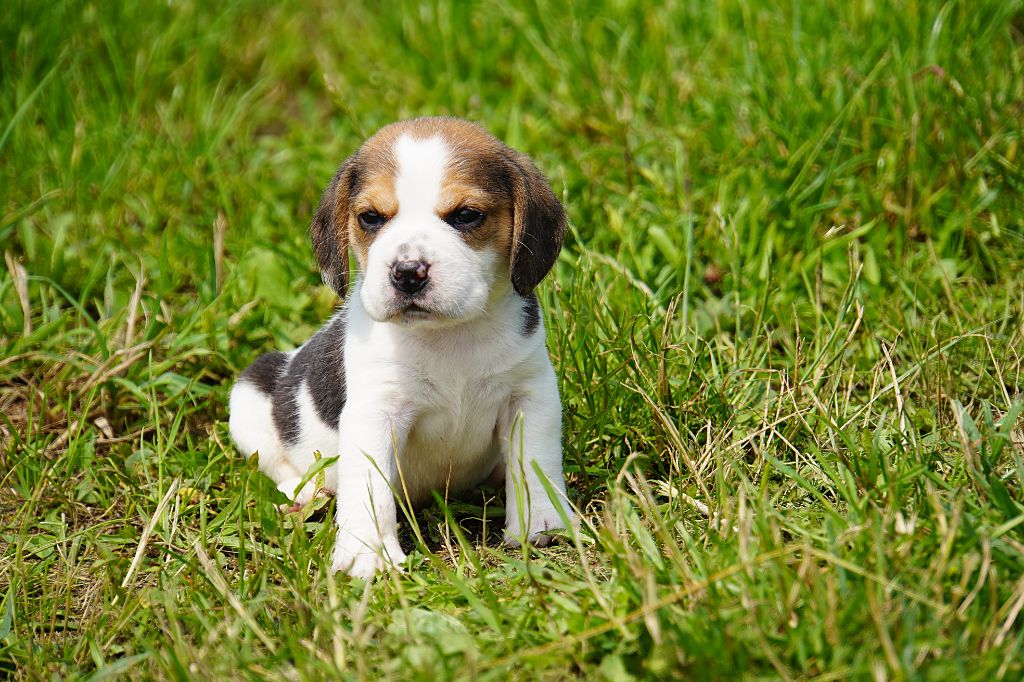 Forgiveness American Dog - Chiots disponibles - Beagle