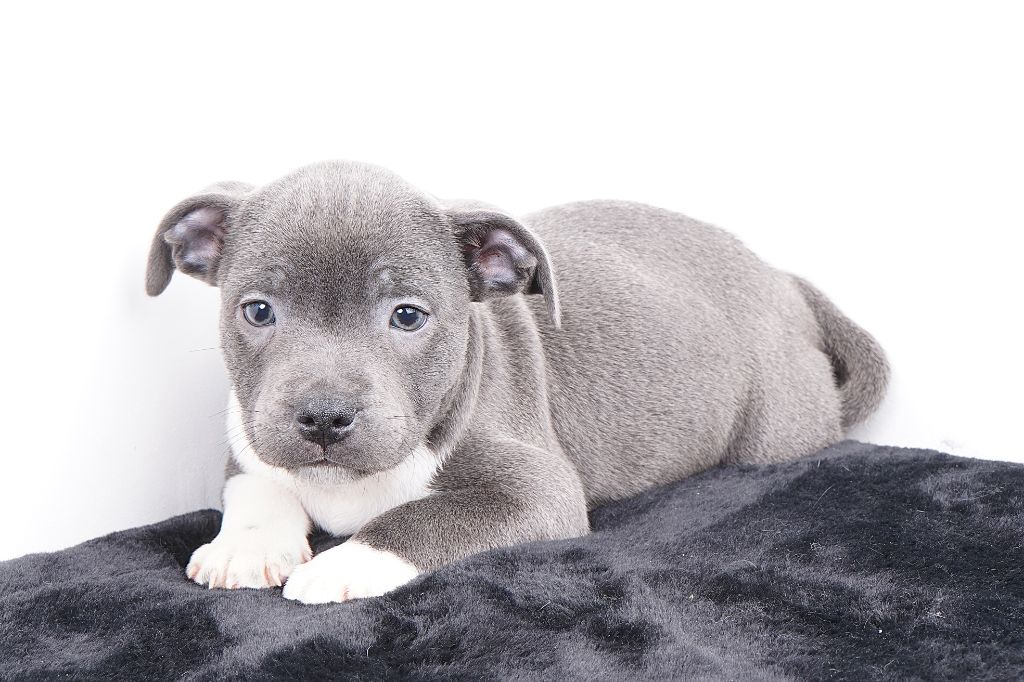 Forgiveness American Dog - Chiots disponibles - Staffordshire Bull Terrier