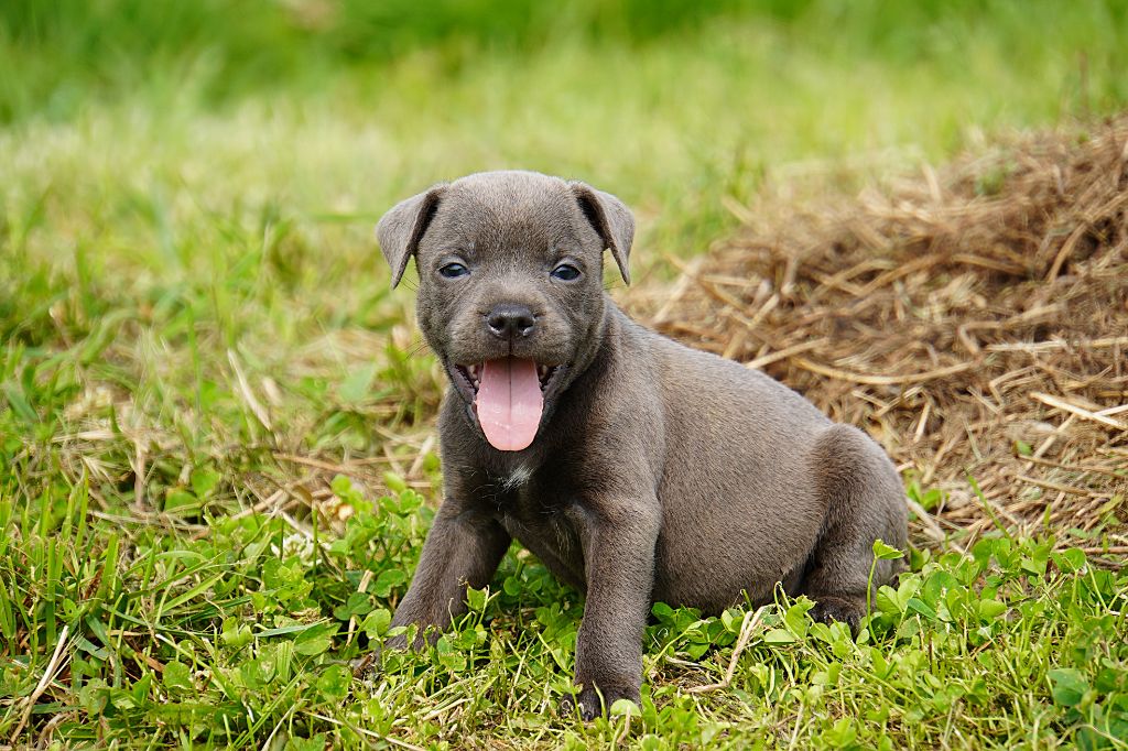 Forgiveness American Dog - Chiots disponibles - Staffordshire Bull Terrier