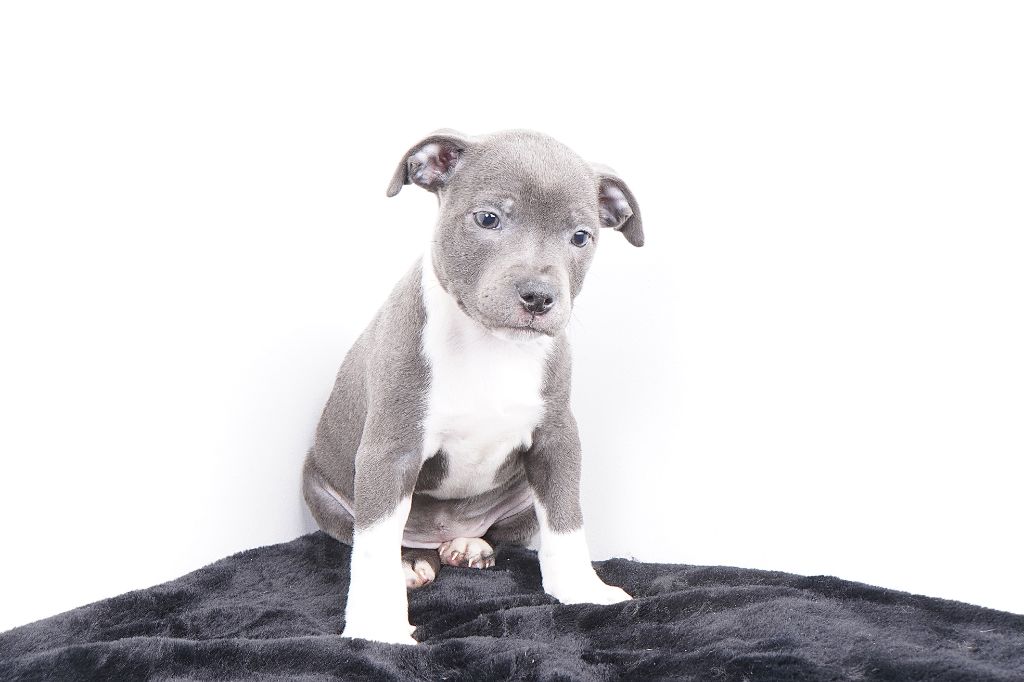 Forgiveness American Dog - Chiots disponibles - Staffordshire Bull Terrier