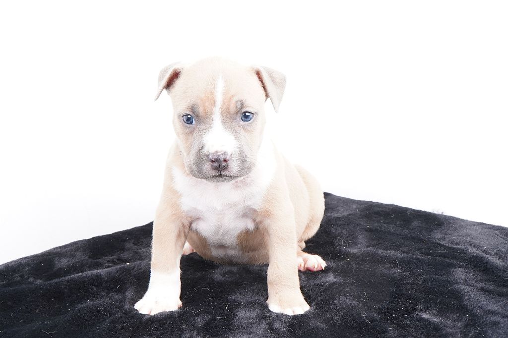 Forgiveness American Dog - Chiots disponibles - American Staffordshire Terrier