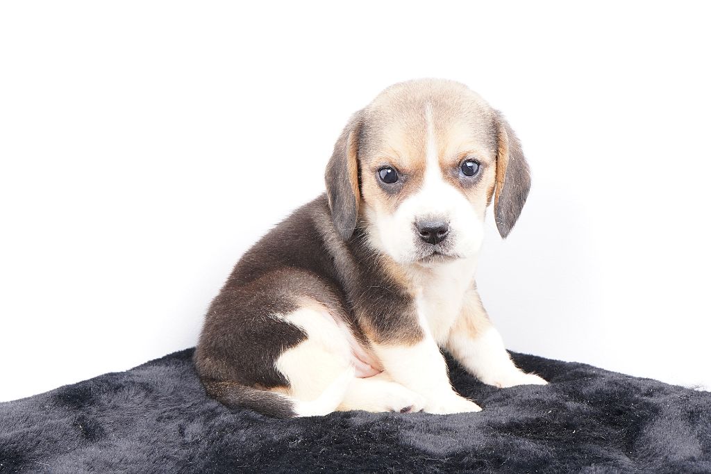 Forgiveness American Dog - Chiots disponibles - Beagle