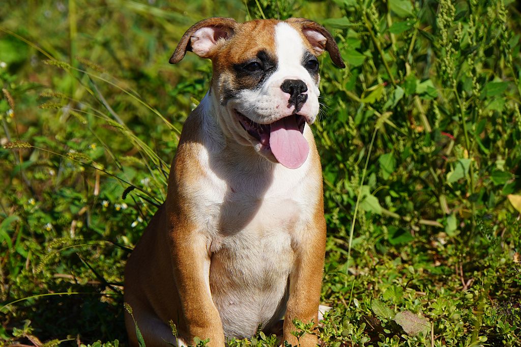Forgiveness American Dog - Chiots disponibles - Bulldog continental