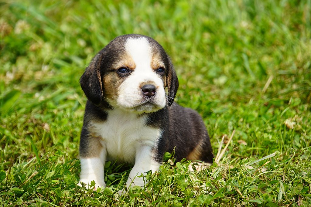Forgiveness American Dog - Chiots disponibles - Beagle