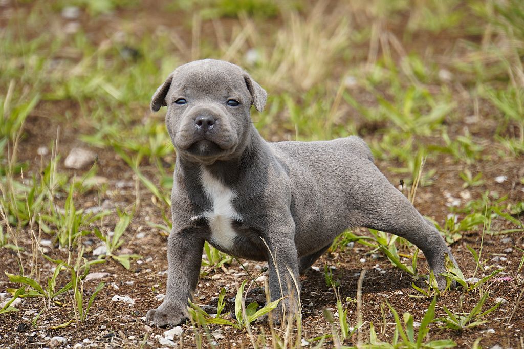 Forgiveness American Dog - Chiots disponibles - Staffordshire Bull Terrier