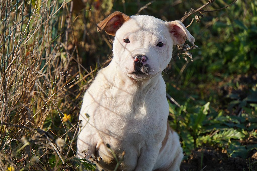 Forgiveness American Dog - Chiots disponibles - Staffordshire Bull Terrier