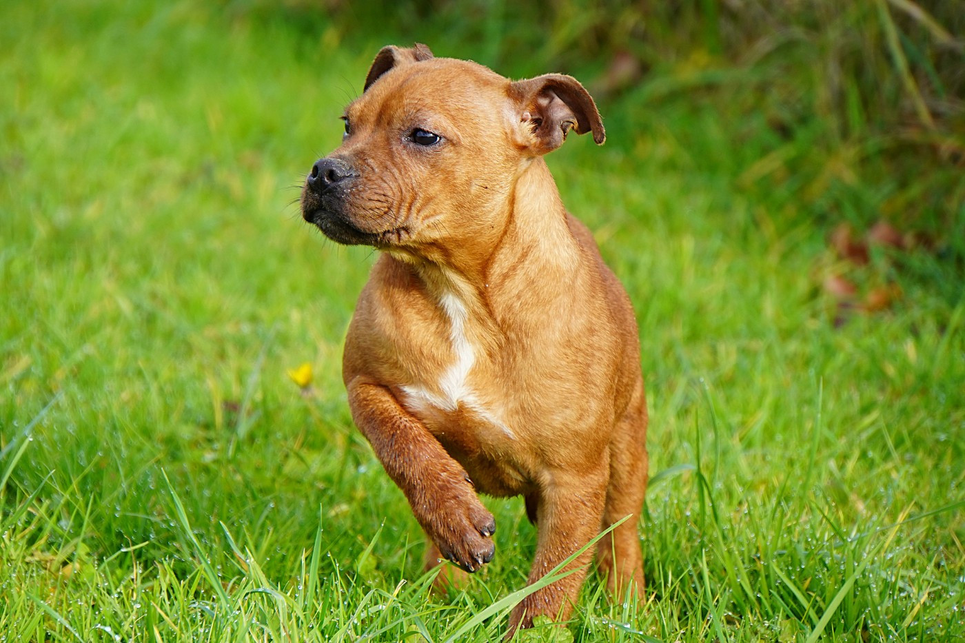 Forgiveness American Dog - Chiots disponibles - Staffordshire Bull Terrier