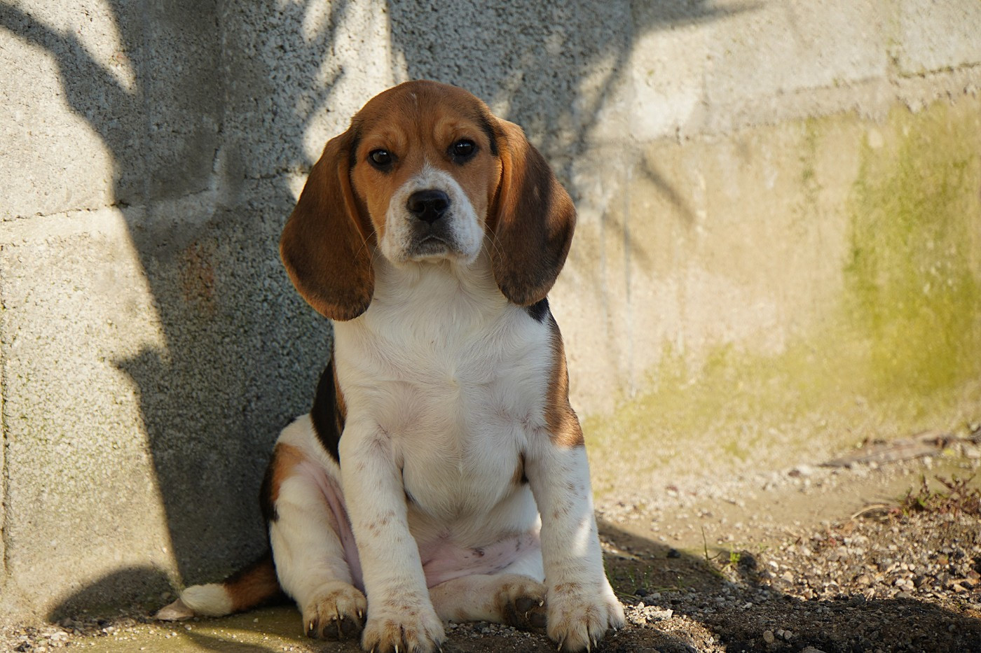 Forgiveness American Dog - Chiots disponibles - Beagle