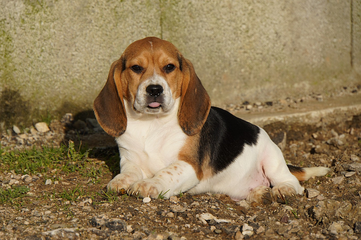 Forgiveness American Dog - Beagle - Portée née le 13/09/2025
