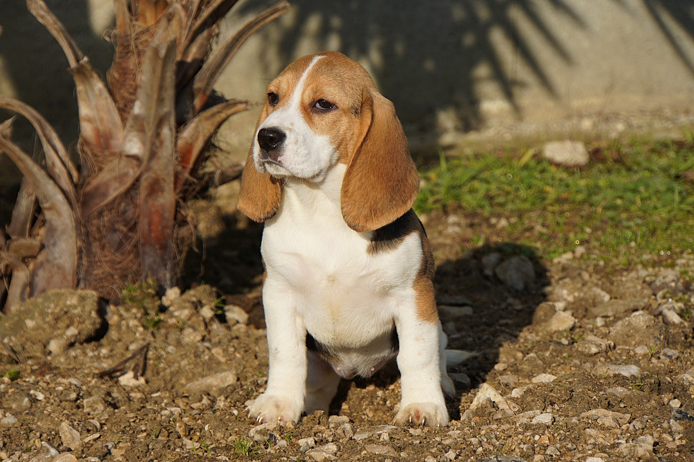 Forgiveness American Dog - Chiots disponibles - Beagle